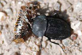 Attēlu rezultāti vaicājumam “Silpha obscura larva”