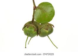 Attēlu rezultāti vaicājumam “Listera ovata fruit”