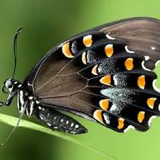 Attēlu rezultāti vaicājumam “Papilionidae”