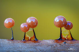 Attēlu rezultāti vaicājumam “Diachea muscorum young”
