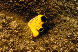 Attēlu rezultāti vaicājumam “Pantilius tunicatus imago”