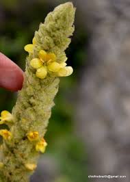 Attēlu rezultāti vaicājumam “Verbascum thapsus bud”