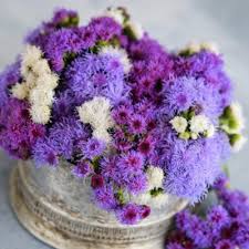 Image result for Leberbalsam