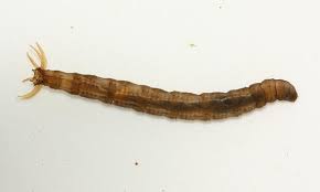 Attēlu rezultāti vaicājumam “Tipulidae larva”