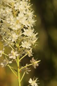 Attēlu rezultāti vaicājumam “Didymium proximum stalked”