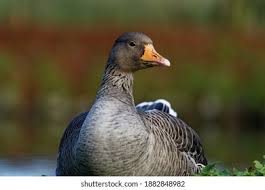 Attēlu rezultāti vaicājumam “Anser anser adult”