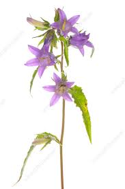 Attēlu rezultāti vaicājumam “Campanula trachelium flower”