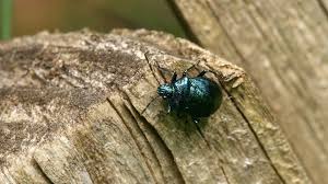 Attēlu rezultāti vaicājumam “Pentatomidae”