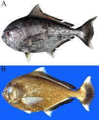 Image result for Eumegistus illustris