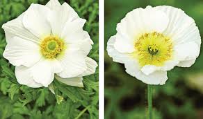 Attēlu rezultāti vaicājumam “Anemone”