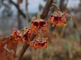 Attēlu rezultāti vaicājumam “Hamamelis vernalis flower”