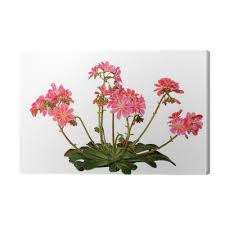 Image result for Bitterwurz