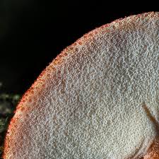 Attēlu rezultāti vaicājumam “Fistulina hepatica”