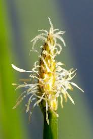 Attēlu rezultāti vaicājumam “Eleocharis palustris flower”
