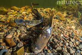 Image result for Petromyzon marinus