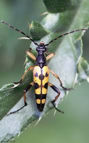 Attēlu rezultāti vaicājumam “Strangalia attenuata”