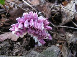 Attēlu rezultāti vaicājumam “Lathraea squamaria bud”