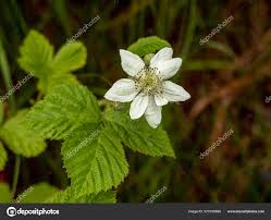Attēlu rezultāti vaicājumam “Rubus caesius flower”