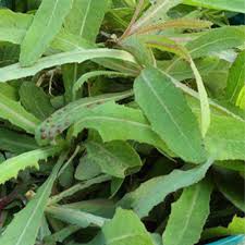 Attēlu rezultāti vaicājumam “Sonchus”