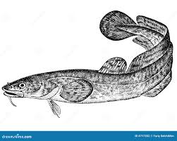 Attēlu rezultāti vaicājumam “Lota lota”