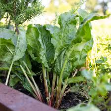 Image result for Sauerampfer