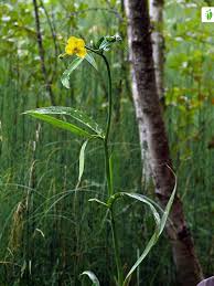Attēlu rezultāti vaicājumam “Ranunculus lingua leaf”
