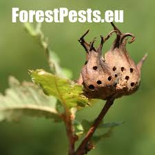 Attēlu rezultāti vaicājumam “Andricus foecundatrix”