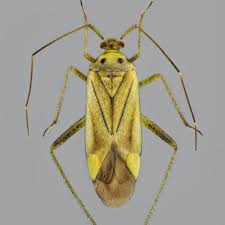 Attēlu rezultāti vaicājumam “Adelphocoris quadripunctatus imago”