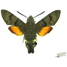 Attēlu rezultāti vaicājumam “Hemaris fuciformis”