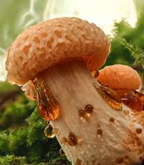 Attēlu rezultāti vaicājumam “Diderma testaceum macro”