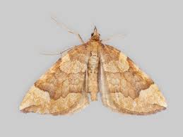 Attēlu rezultāti vaicājumam “Eulithis pyraliata”