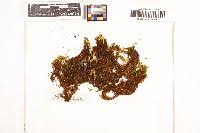 Attēlu rezultāti vaicājumam “Timmia megapolitana”