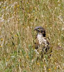 Attēlu rezultāti vaicājumam “Pernis apivorus”