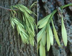 Attēlu rezultāti vaicājumam “Fraxinus pennsylvanica male flower”