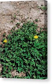 Attēlu rezultāti vaicājumam “Potentilla reptans”
