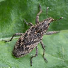 Attēlu rezultāti vaicājumam “Cleonis pigra”