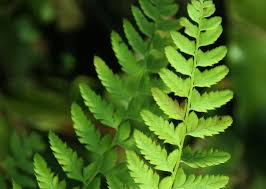 Attēlu rezultāti vaicājumam “Polystichum aculeatum”