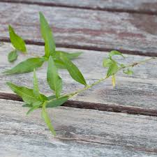 Attēlu rezultāti vaicājumam “Persicaria hydropiper leaf”