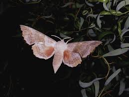 Attēlu rezultāti vaicājumam “Laothoe populi imago”