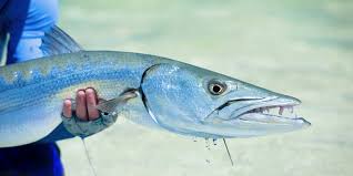 Image result for Black Country Barracudas Sub Aqua Club