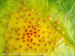 Attēlu rezultāti vaicājumam “Gymnosporangium cornutum”