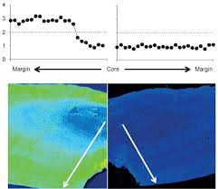 Image result for Morone americana