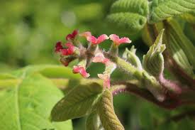 Attēlu rezultāti vaicājumam “Juglans cinerea flower”