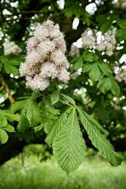 Attēlu rezultāti vaicājumam “Aesculus hippocastanum flower”