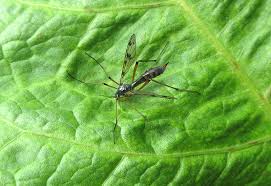 Attēlu rezultāti vaicājumam “Ptychoptera sp. female”