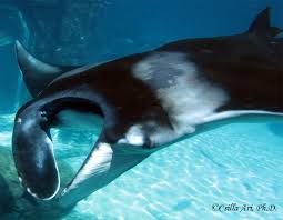 Image result for Mobula birostris