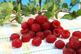 Attēlu rezultāti vaicājumam “Rubus idaeus fruit”