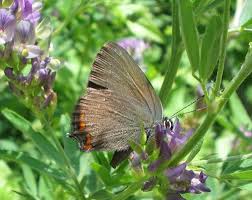 Attēlu rezultāti vaicājumam “Satyrium ilicis”