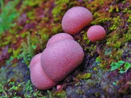 Attēlu rezultāti vaicājumam “Lycogala cf. oleocrystalliferum spores”