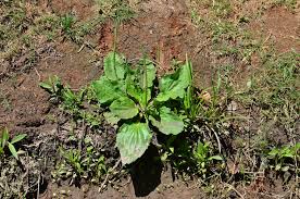 Attēlu rezultāti vaicājumam “Plantago major subsp. intermedia leaf”